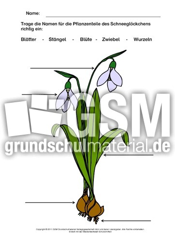 Schneeglöckchen-beschriften-2.pdf